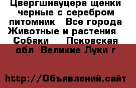 Цвергшнауцера щенки черные с серебром питомник - Все города Животные и растения » Собаки   . Псковская обл.,Великие Луки г.